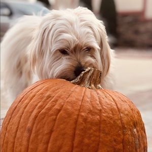 Meet your Posher, Emma
